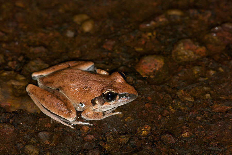 Litoria tornieri (Nieden 1923)的圖片