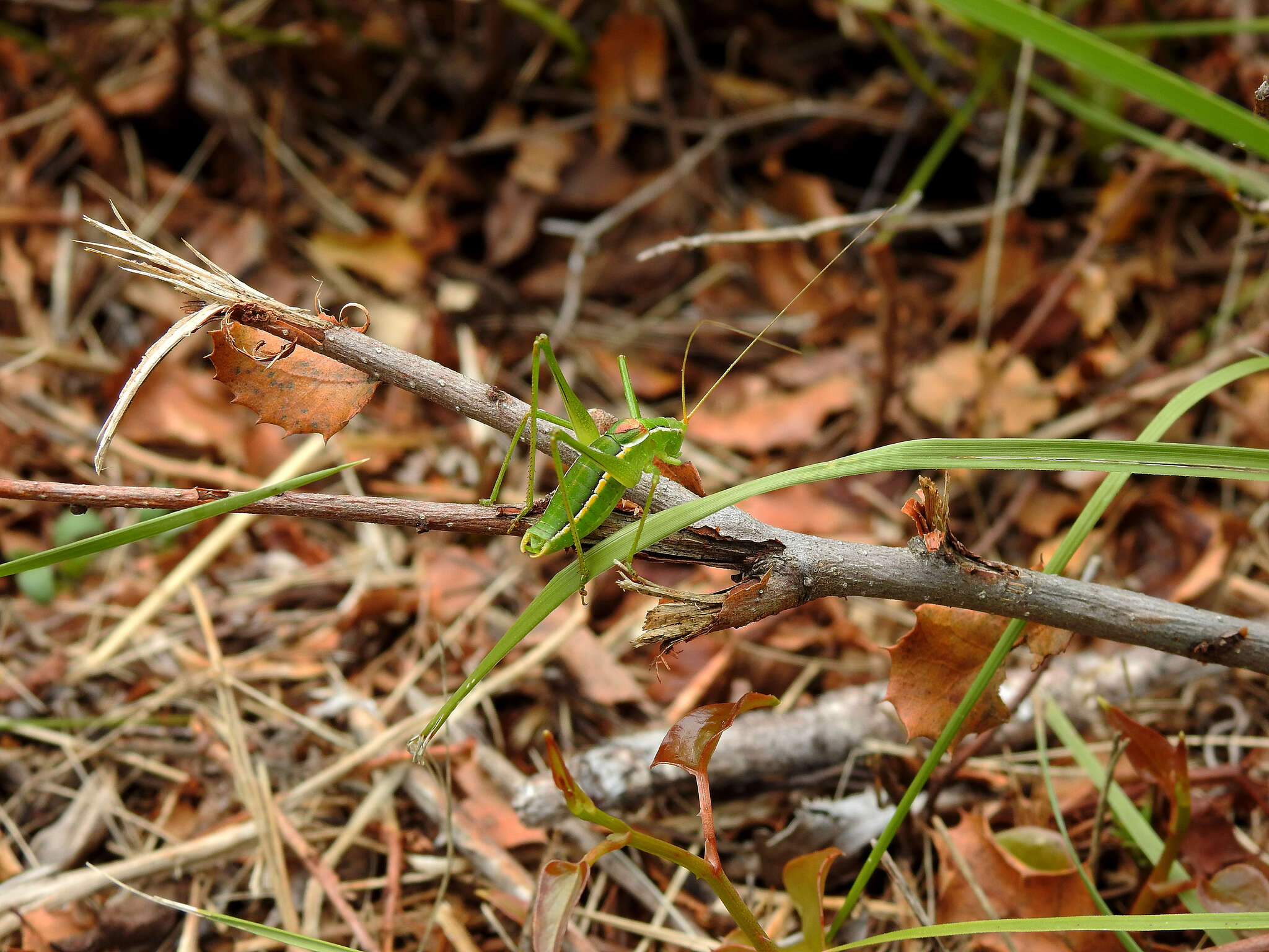 Sivun Odontura (Odontura) glabricauda (Charpentier 1825) kuva