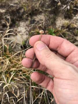 Sivun Eriocaulon texense Körn. kuva