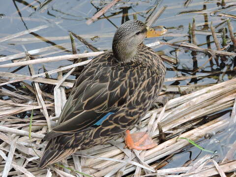 Image of Florida duck