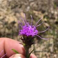 Слика од Liatris squarrosa (L.) Michx.