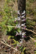 Image of Eulophia cristata (Afzel. ex Sw.) Steud.