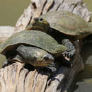 Image of Madagascar Big-headed Turtle