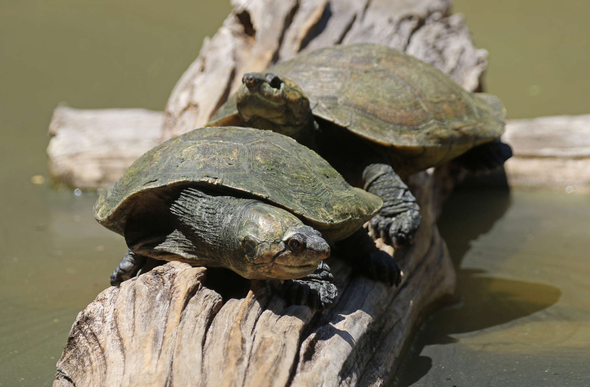 Image of Erymnochelys