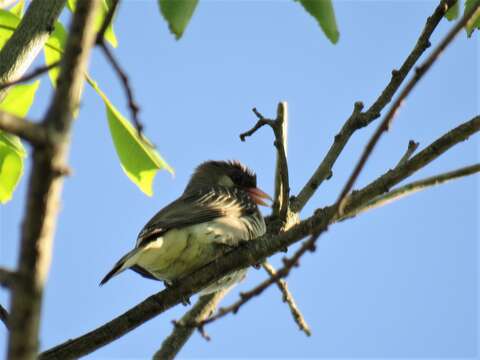 Image of Greater Honeyguide