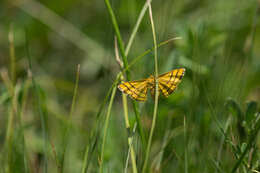 صورة Idaea aureolaria Schiffermüller 1775