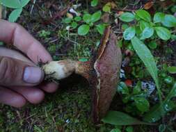 Image of Rosy larch bolete