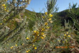 Image of Aspalathus florifera R. Dahlgren