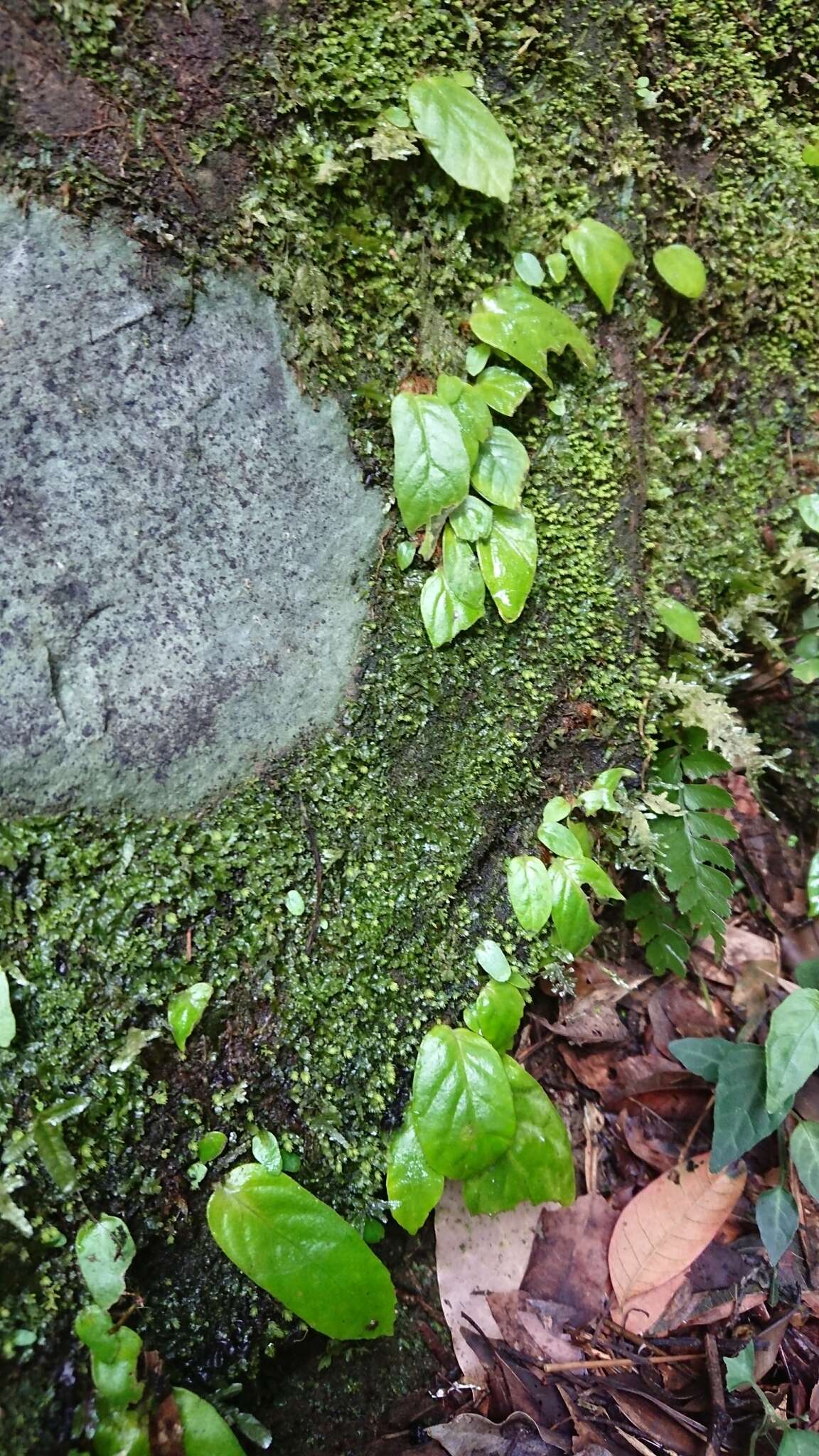 Image de Conandron ramondioides Sieb. & Zucc.