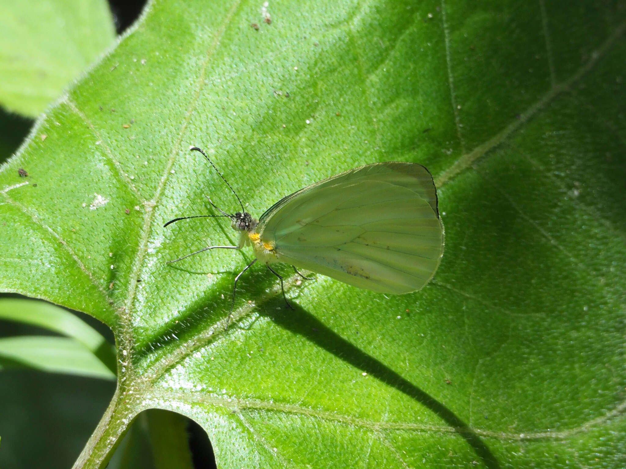 Image of Pseudopieris