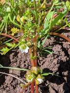 Image of woolly meadowfoam