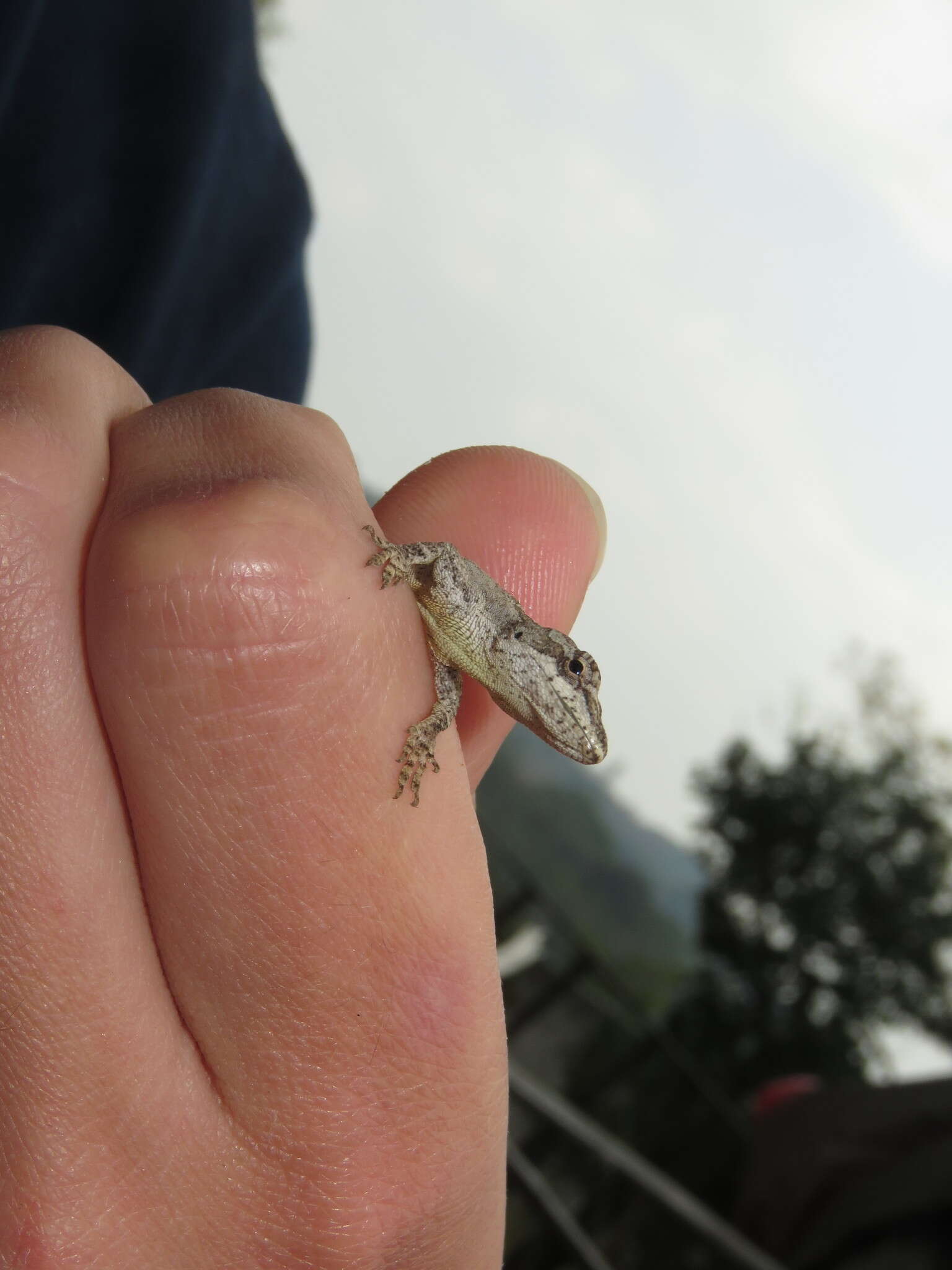 Image of White Anole