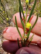 Image of Acacia bynoeana Benth.