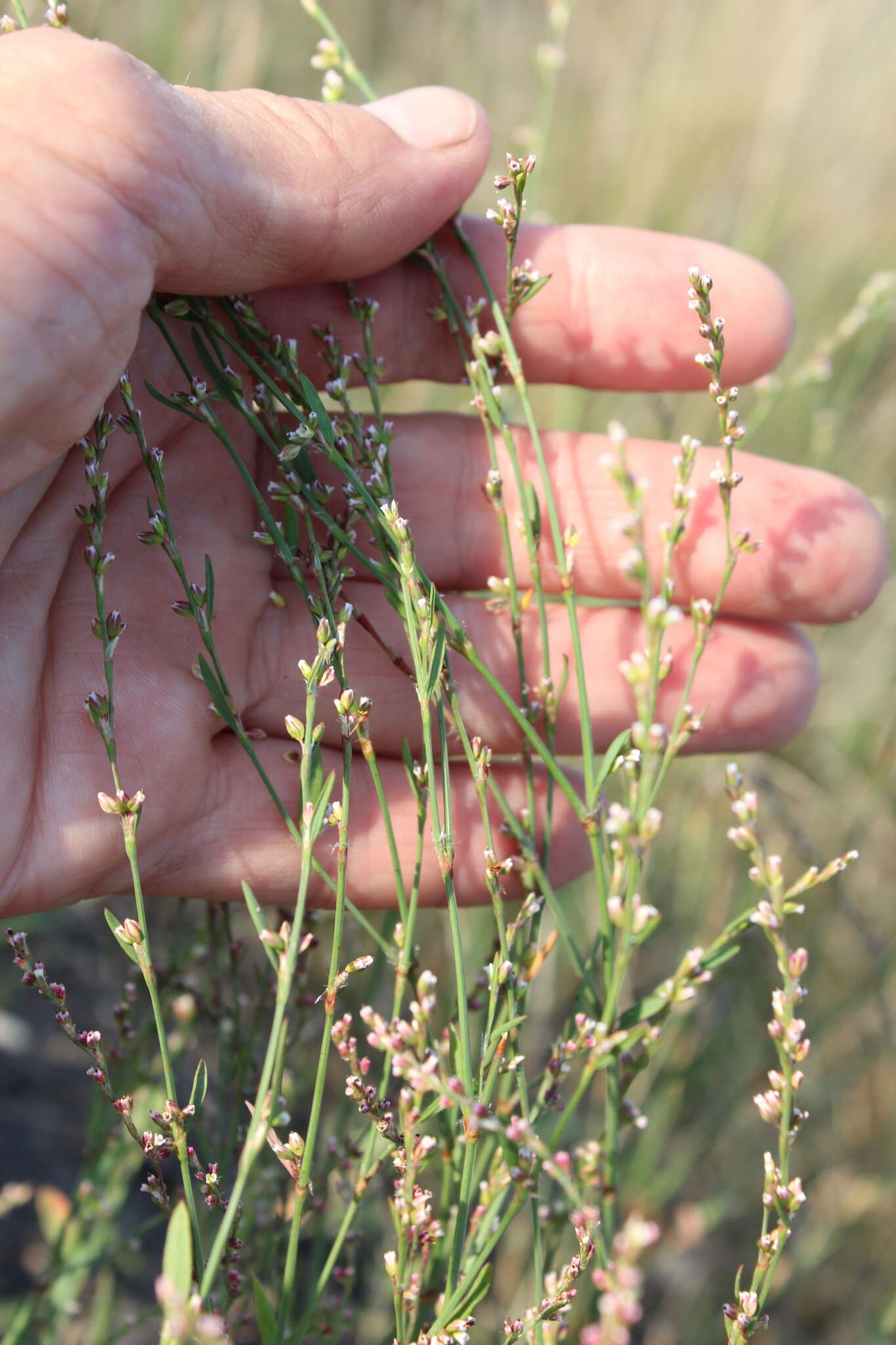 Image of Polygonum argyrocoleum Steud. ex G. Kunze