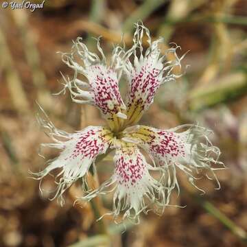 Слика од Dianthus libanotis Labill.