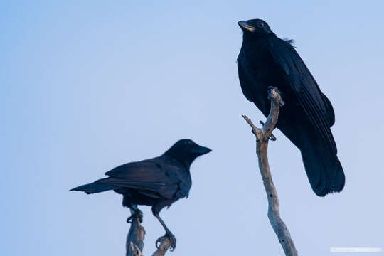 Image of New Caledonian Crow