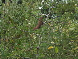 Image of Ebenopsis caesalpinioides (Standl.) Britton & Rose