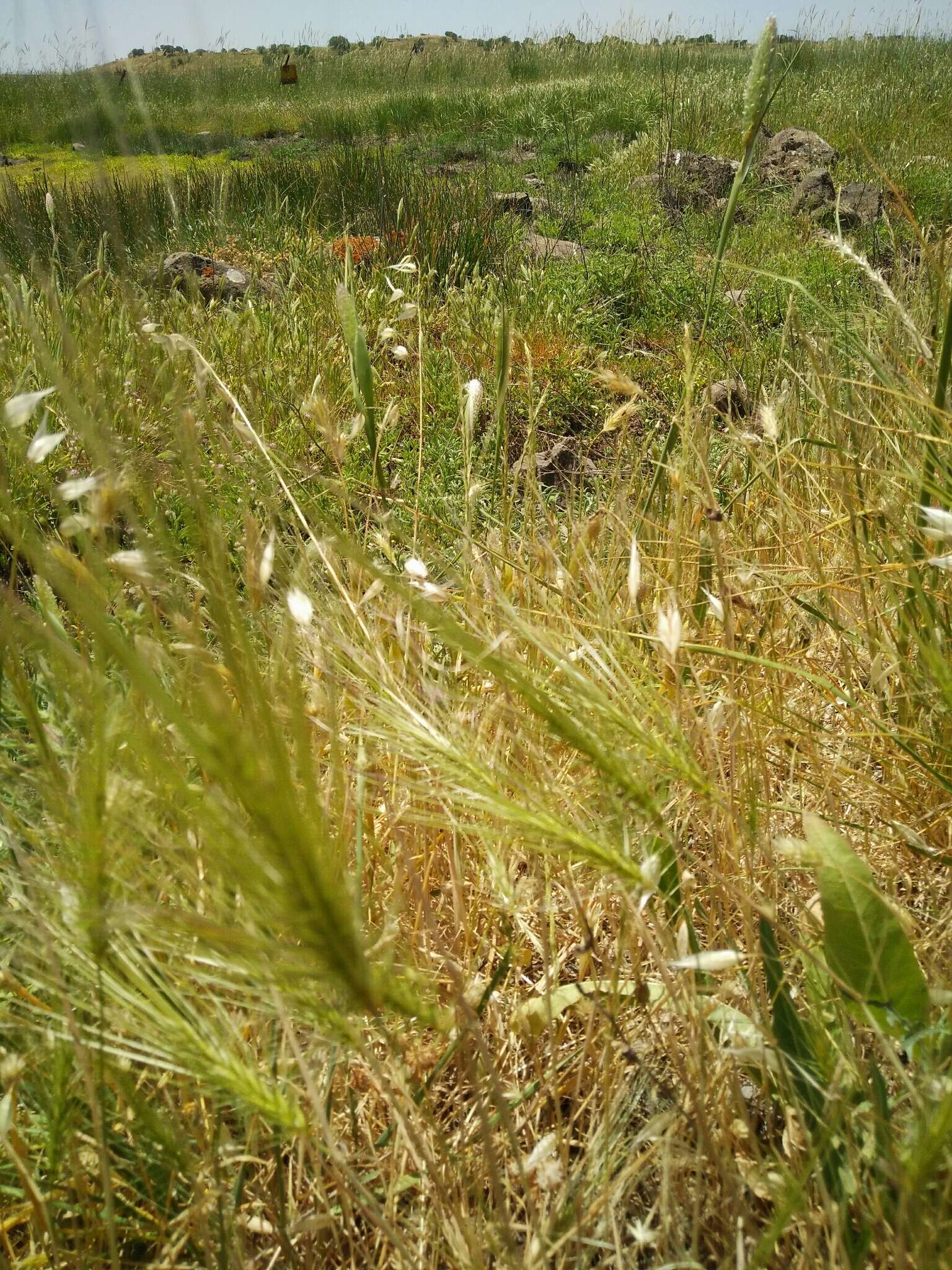 Oenanthe silaifolia Bieb. resmi