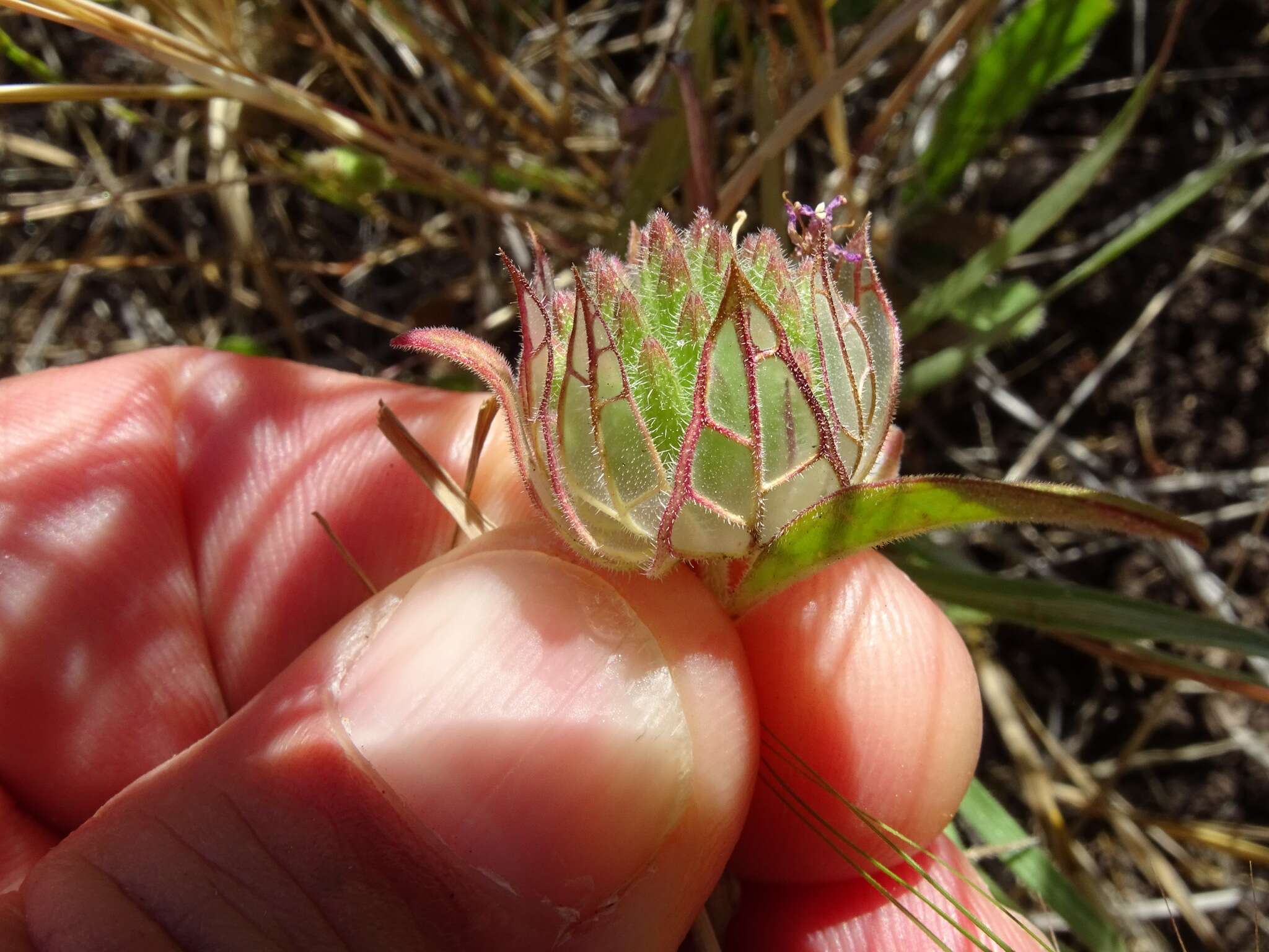 Image of veiny monardella