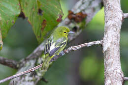 Aegithina viridissima (Bonaparte 1850) resmi