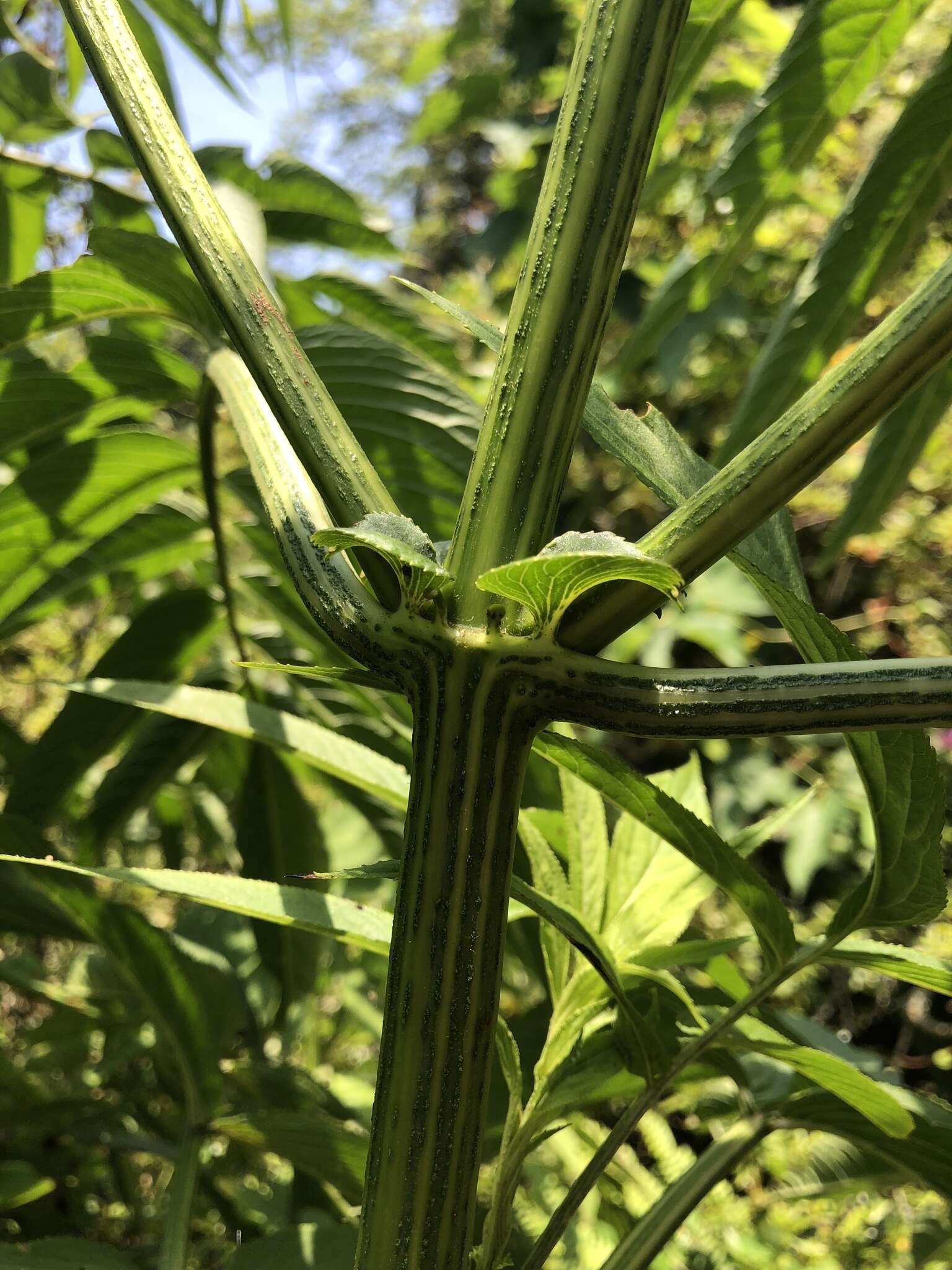 Image of Sambucus javanica Reinw. ex Bl.