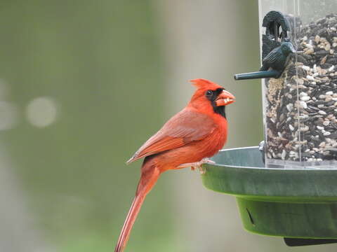 Imagem de Cardinalis cardinalis floridanus Ridgway 1896