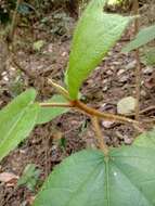 Image of Ficus triloba Buch.-Ham. ex Wall.