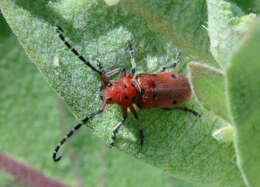 Image of Red-femured Milkweed Borer