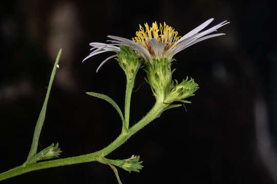 Image of Greata's aster