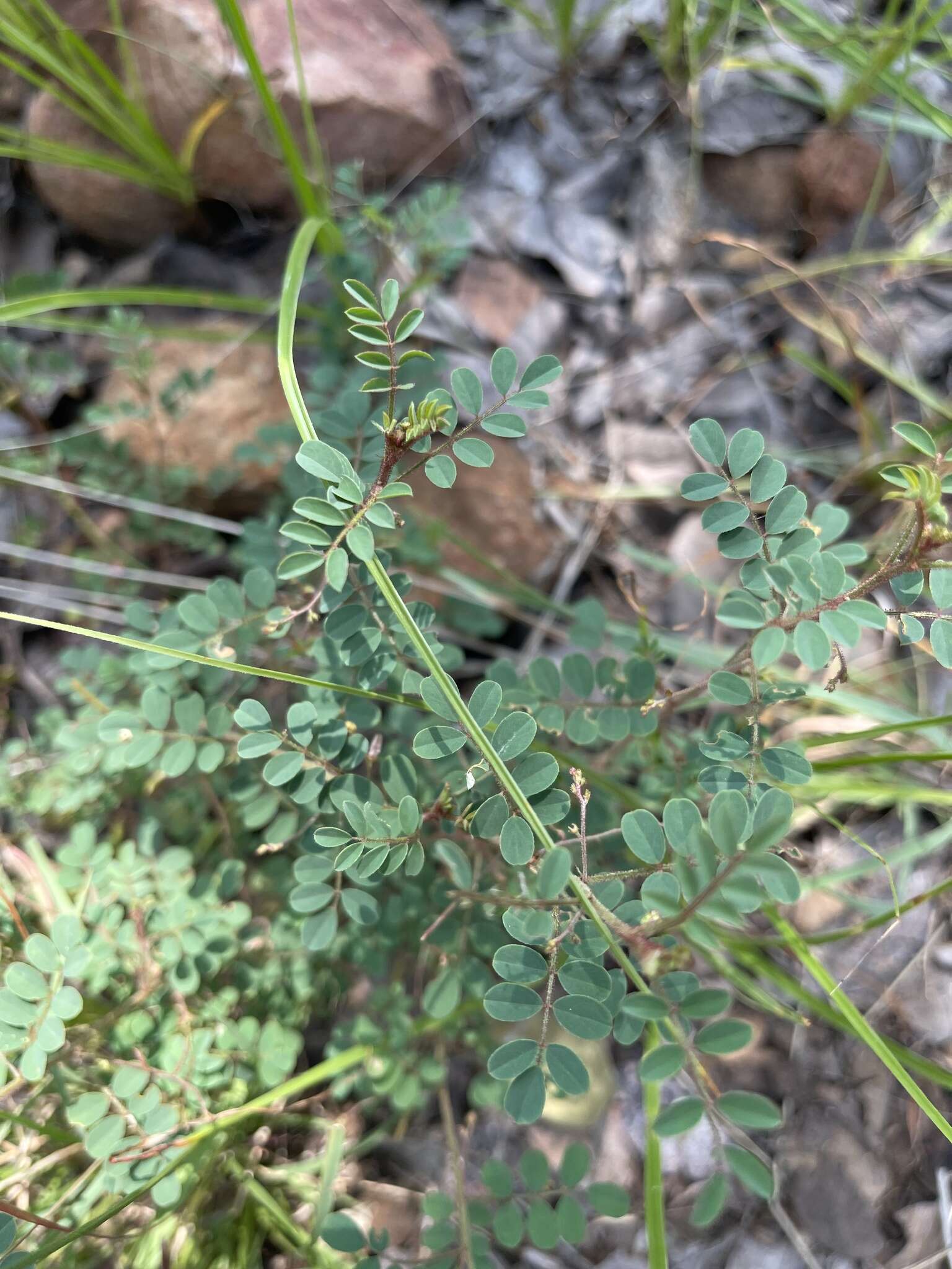 Sivun Indigofera adenoides Baker fil. kuva