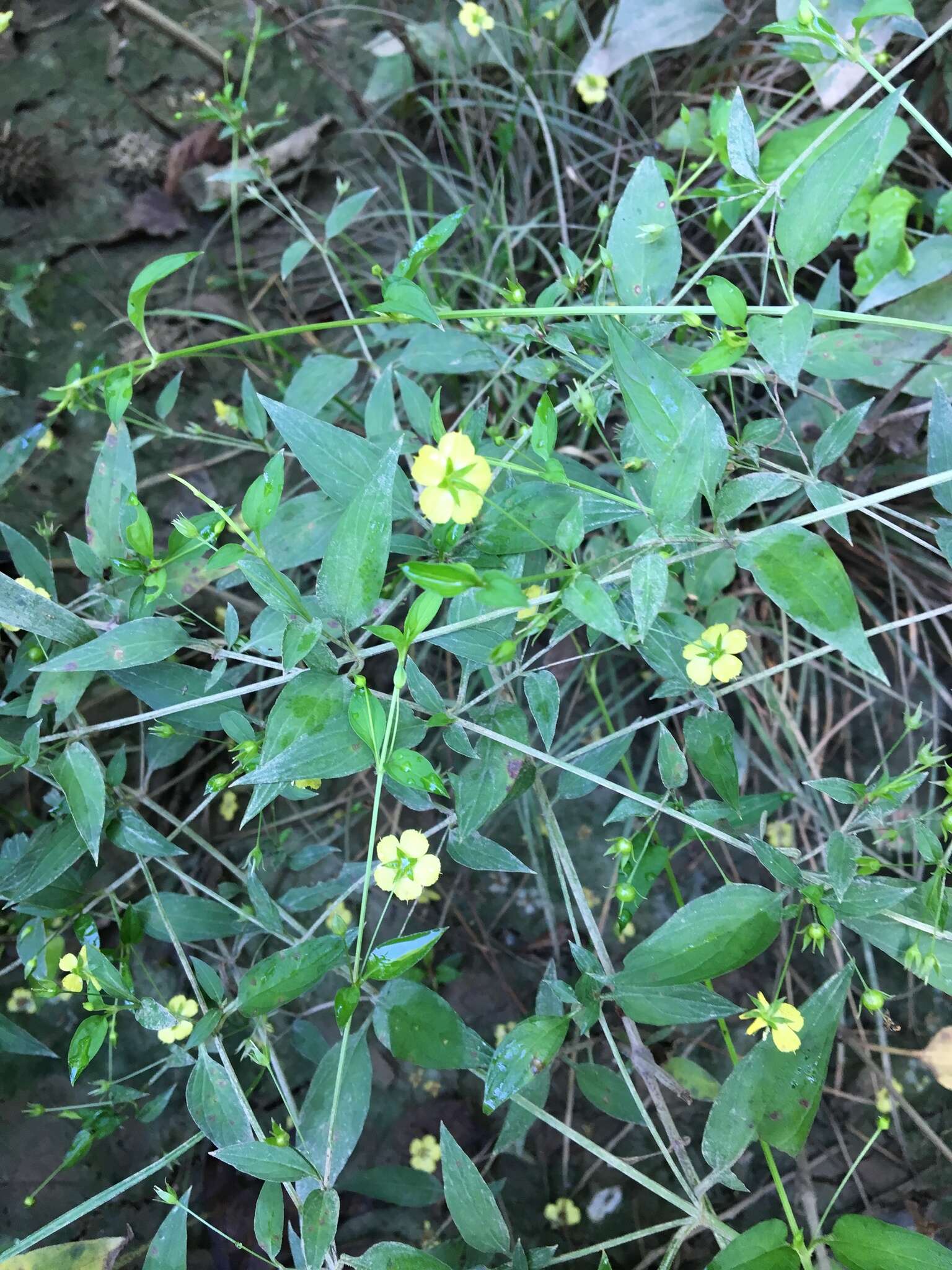 Image of Trailing Yellow-Loosestrife