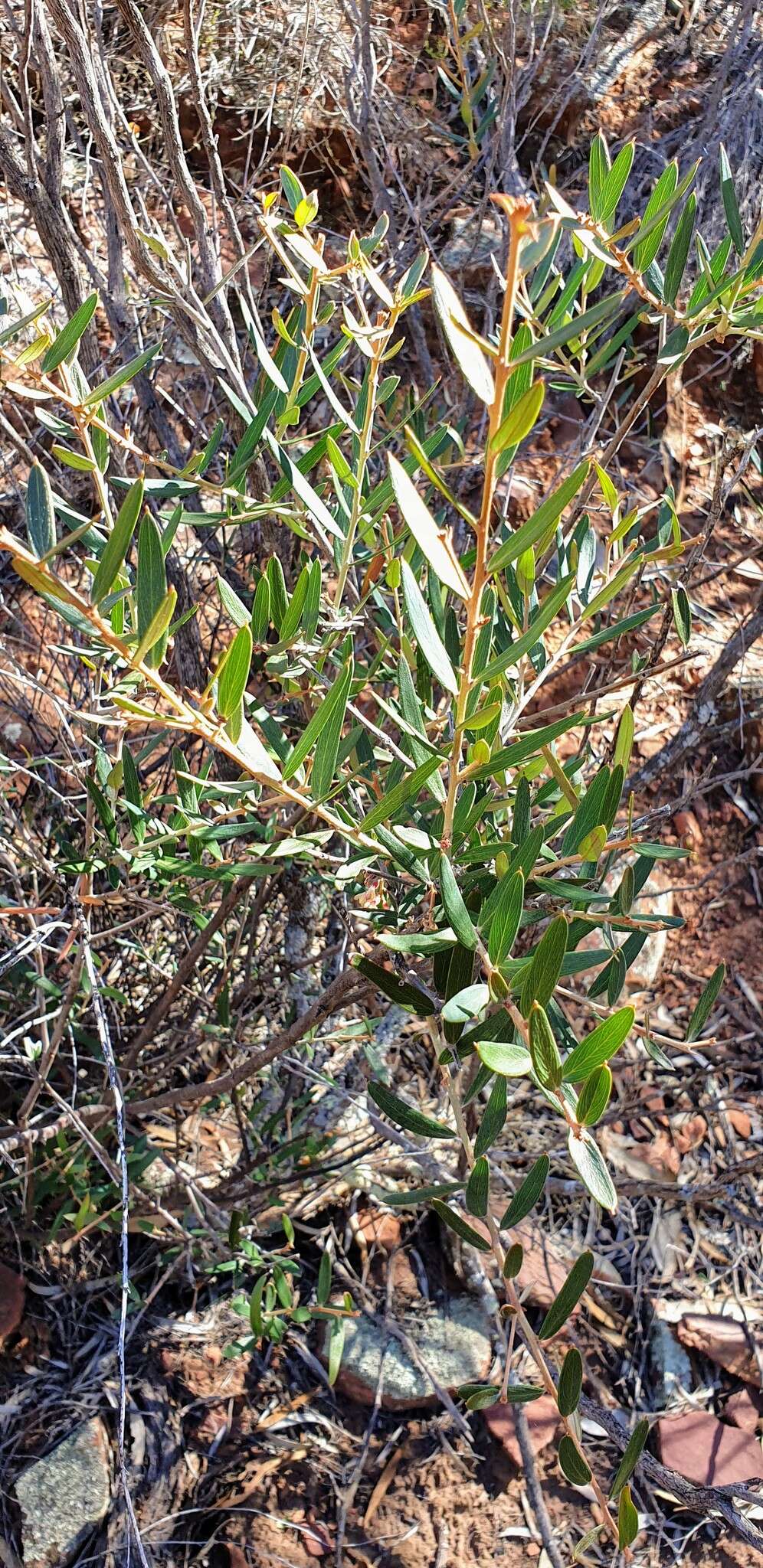 Image of Grevillea aspera R. Br.