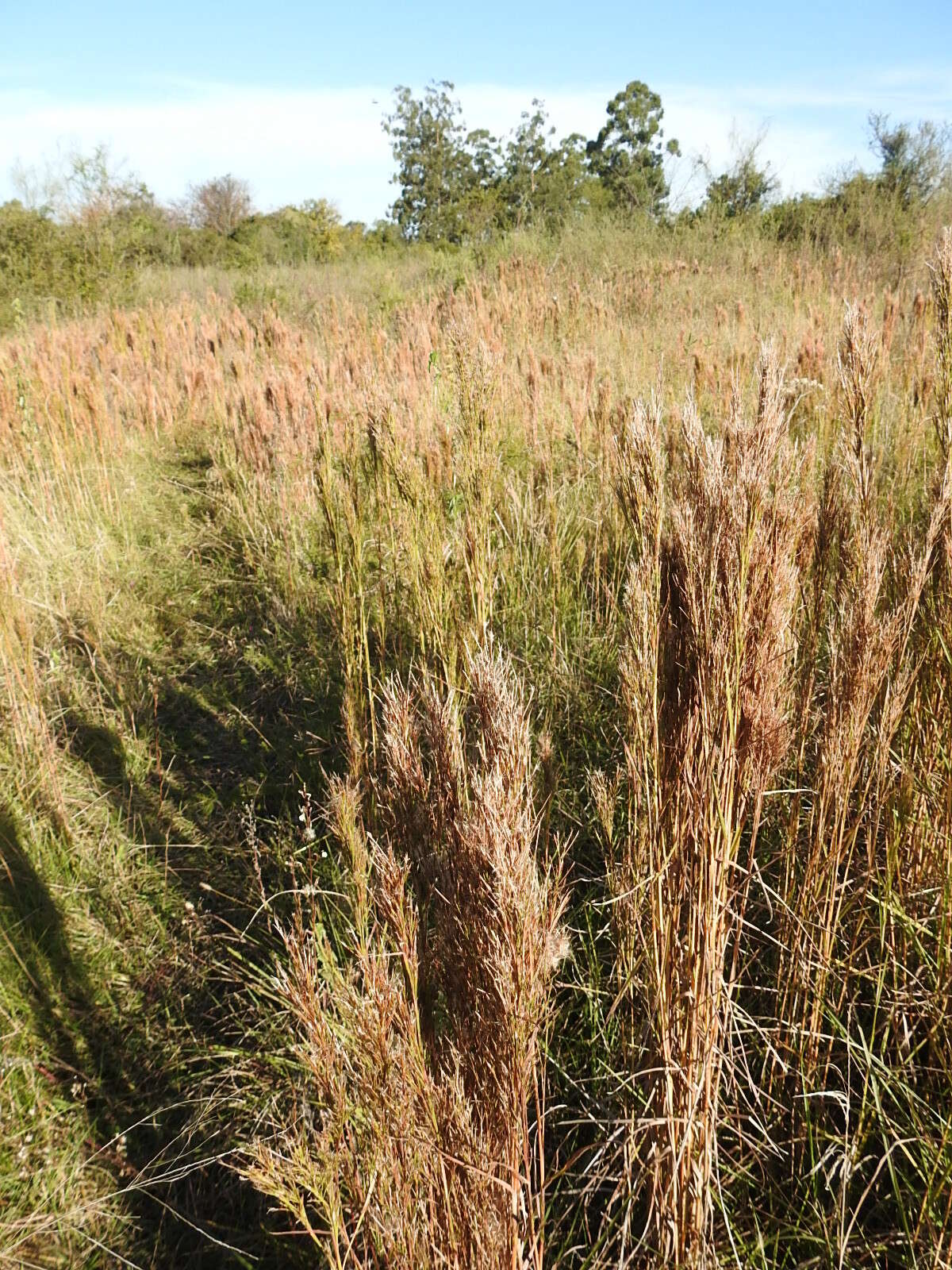 Image of Colombian bluestem