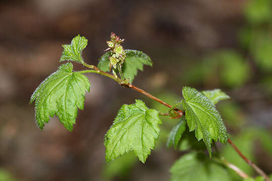 Image of Ribes maximoviczianum Kom.