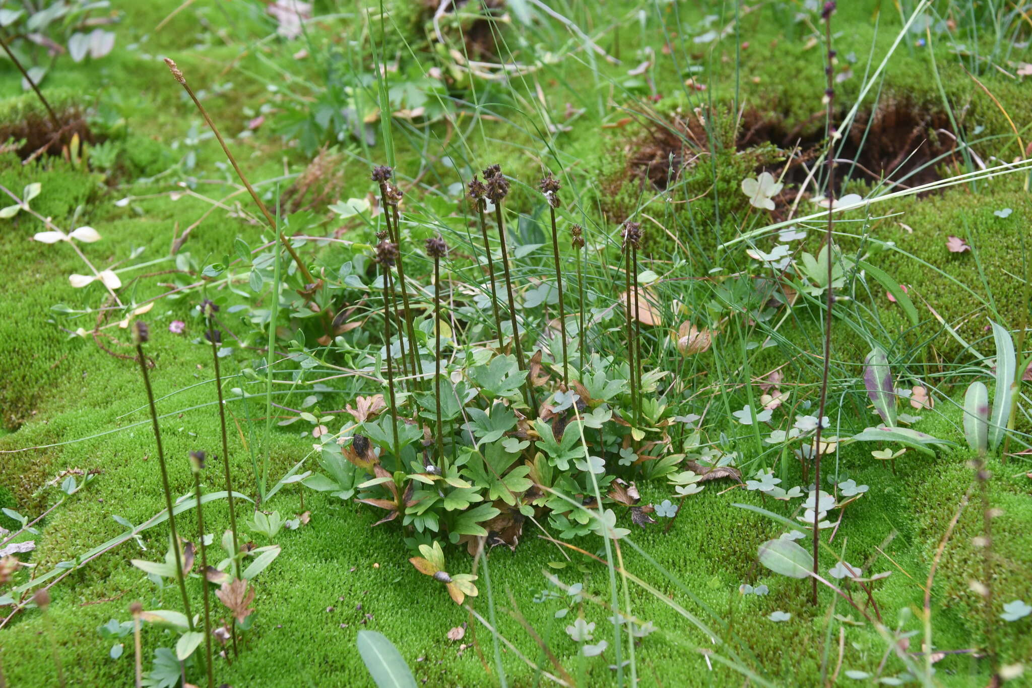 Image of snow buttercup