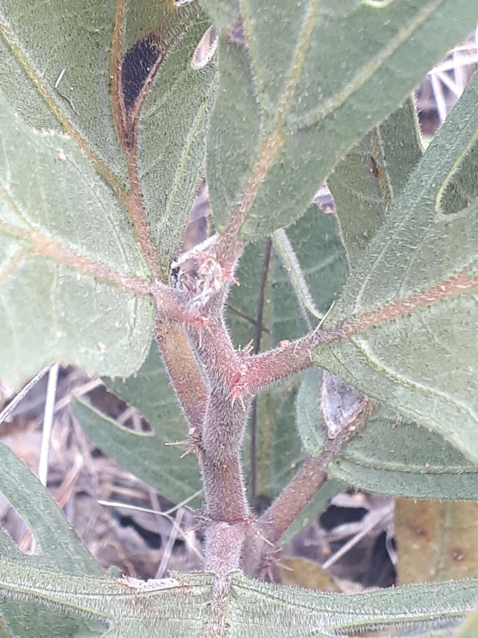 Image of Jatropha zeyheri Sond.