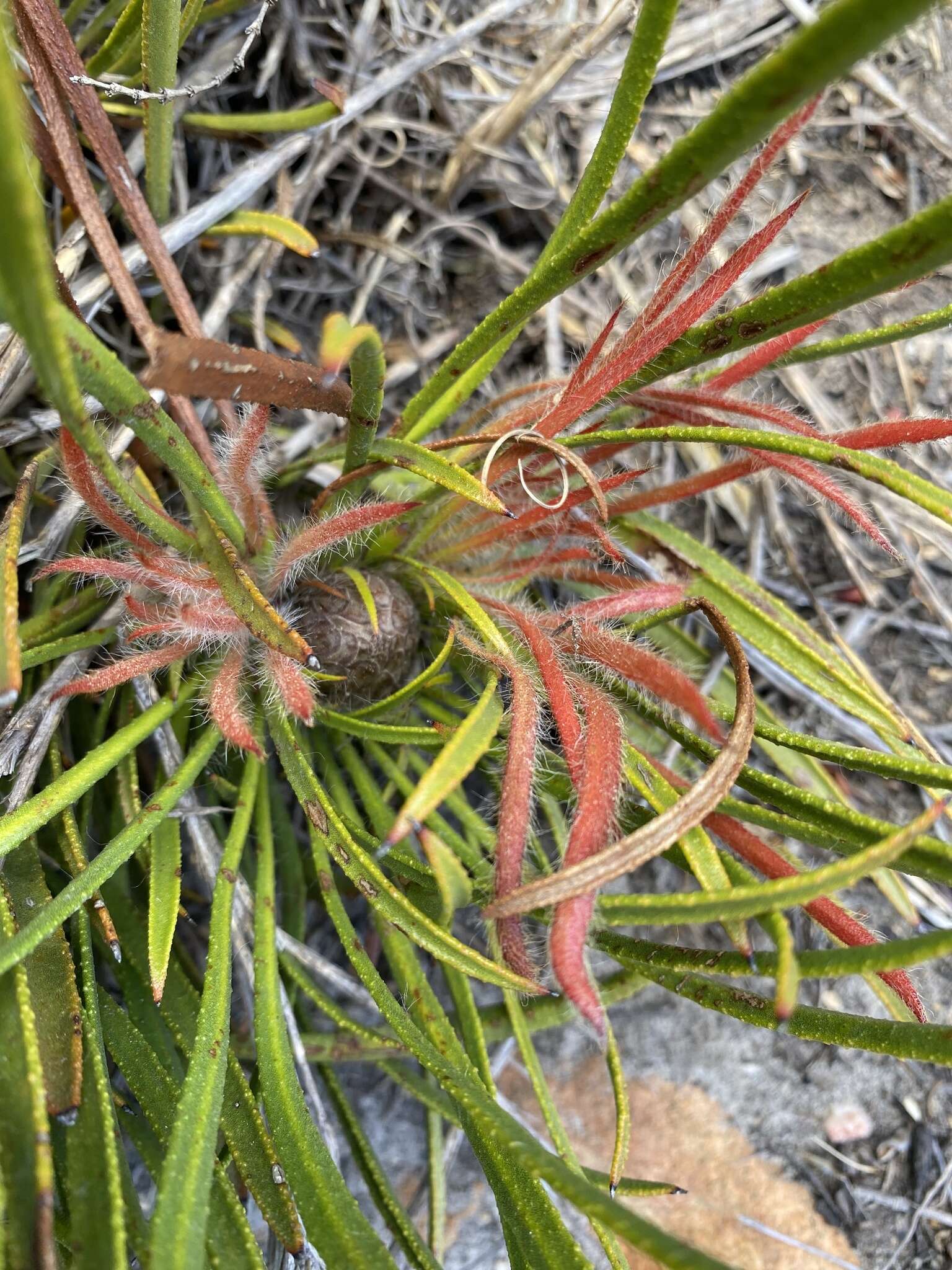 Image de Protea denticulata Rourke