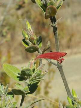 Слика од Hypoestes isalensis Benoist