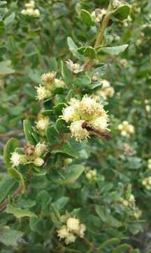 Image of Baccharis pilularis subsp. consanguinea (DC.) C. B. Wolf