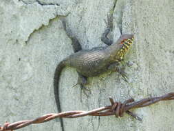 Imagem de Sceloporus pyrocephalus Cope 1864