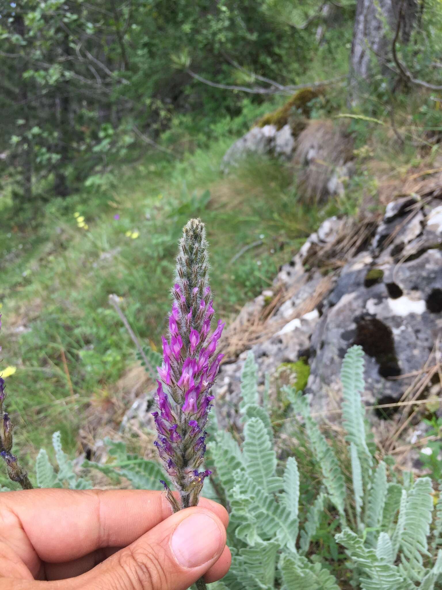 Image of Astragalus listoniae Boiss.