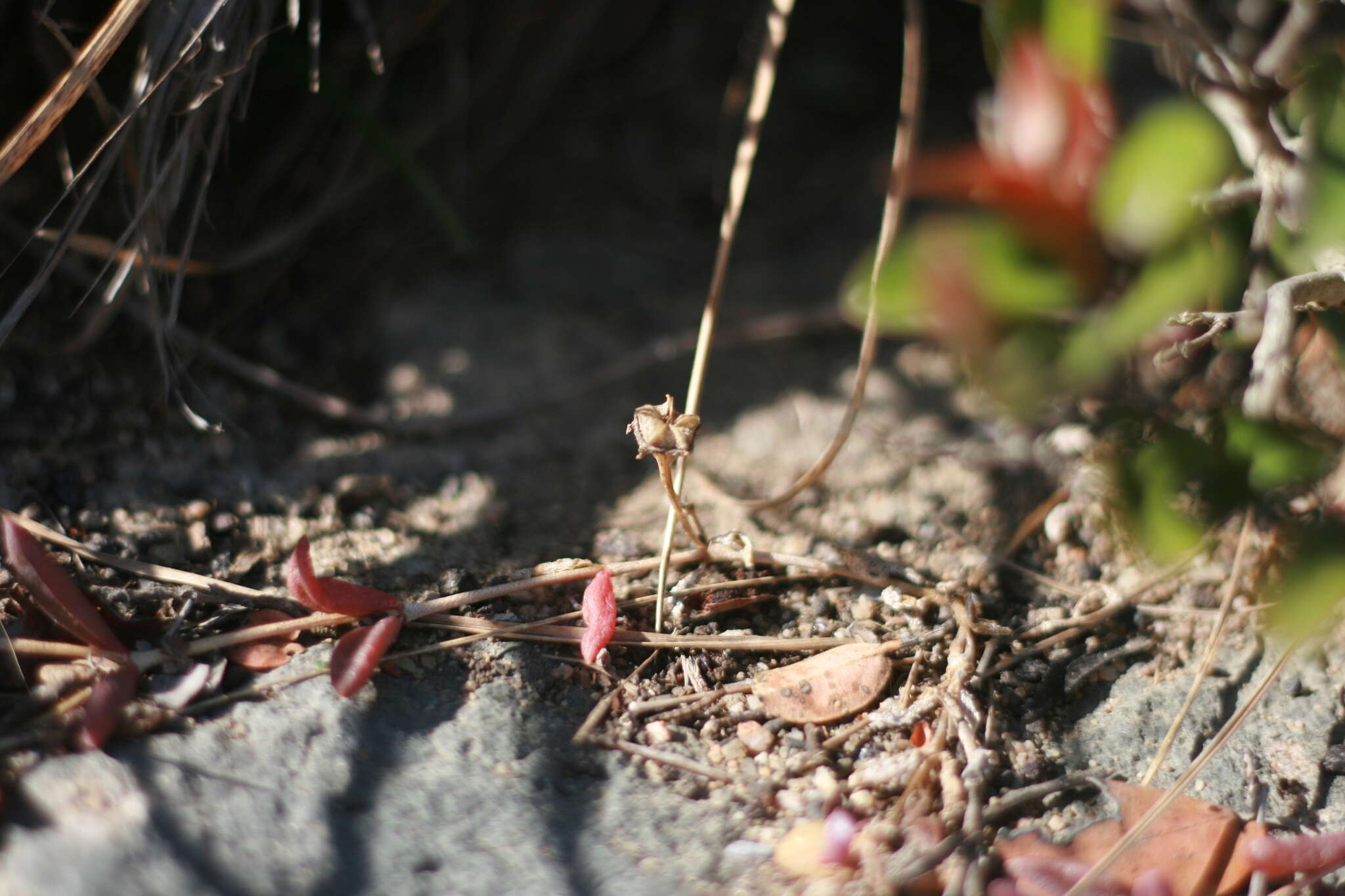 Image of Delosperma repens L. Bol.