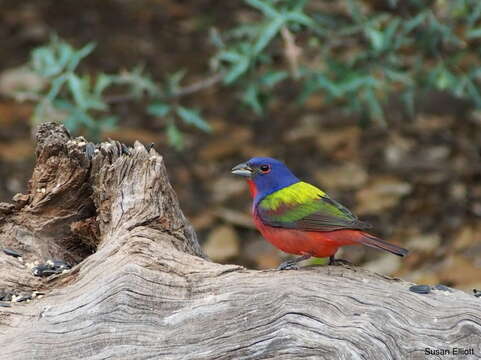 Image of Painted Bunting