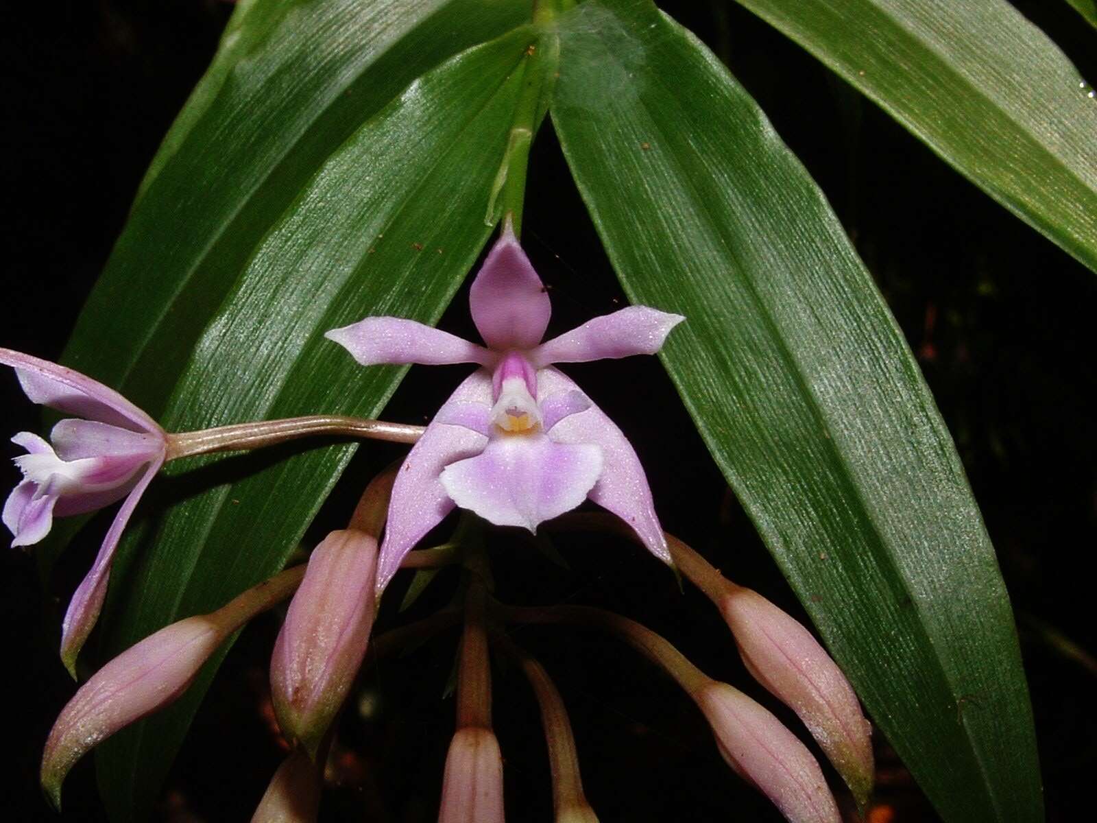 Image of Epidendrum pansamalae Schltr.