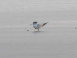 Image of Yellow-billed Tern