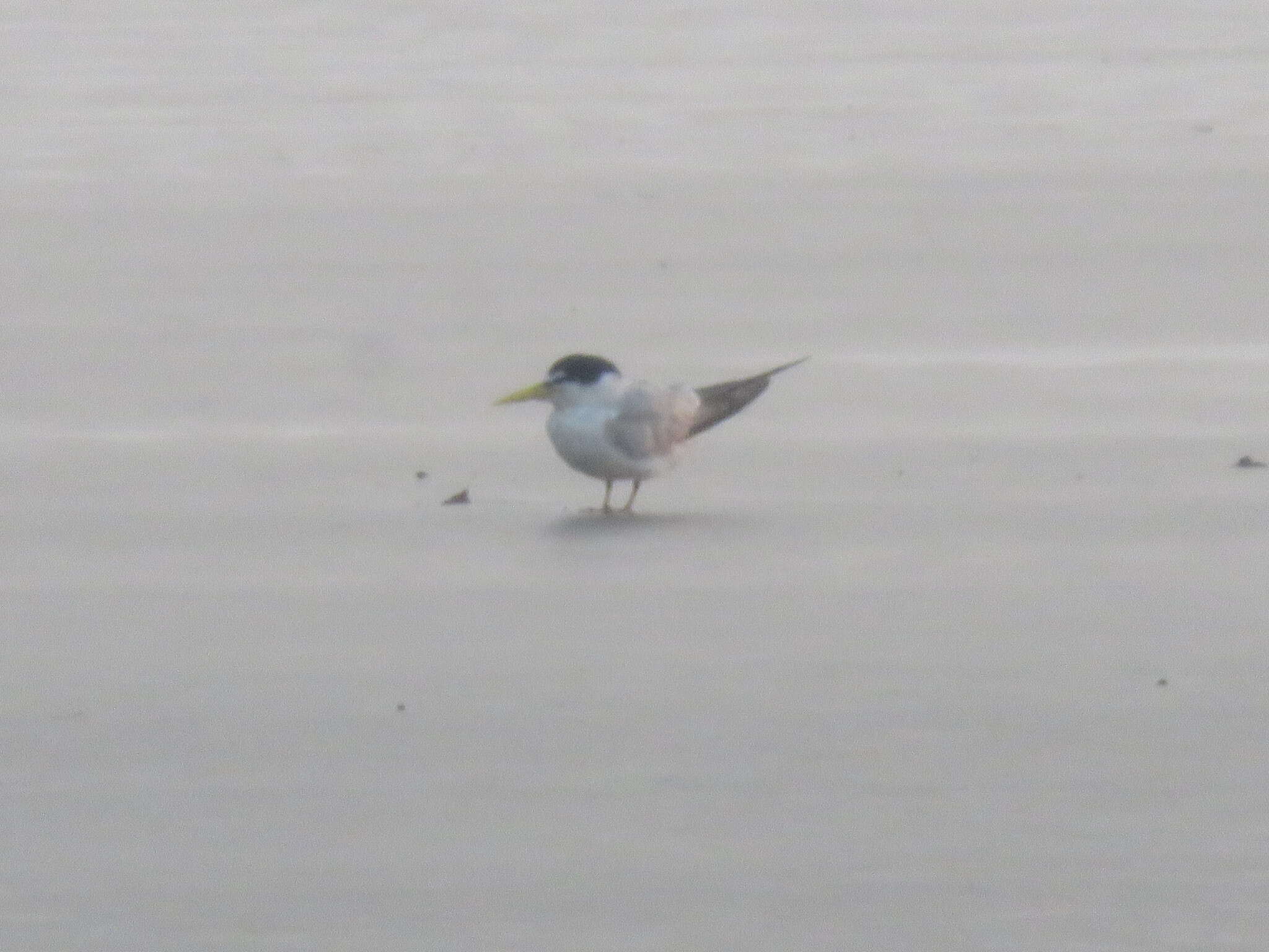 Image of Yellow-billed Tern