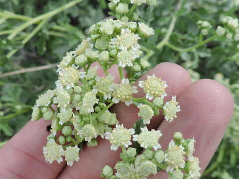 Parthenium incanum Kunth的圖片