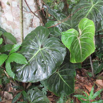 Image of Philodendron gloriosum André