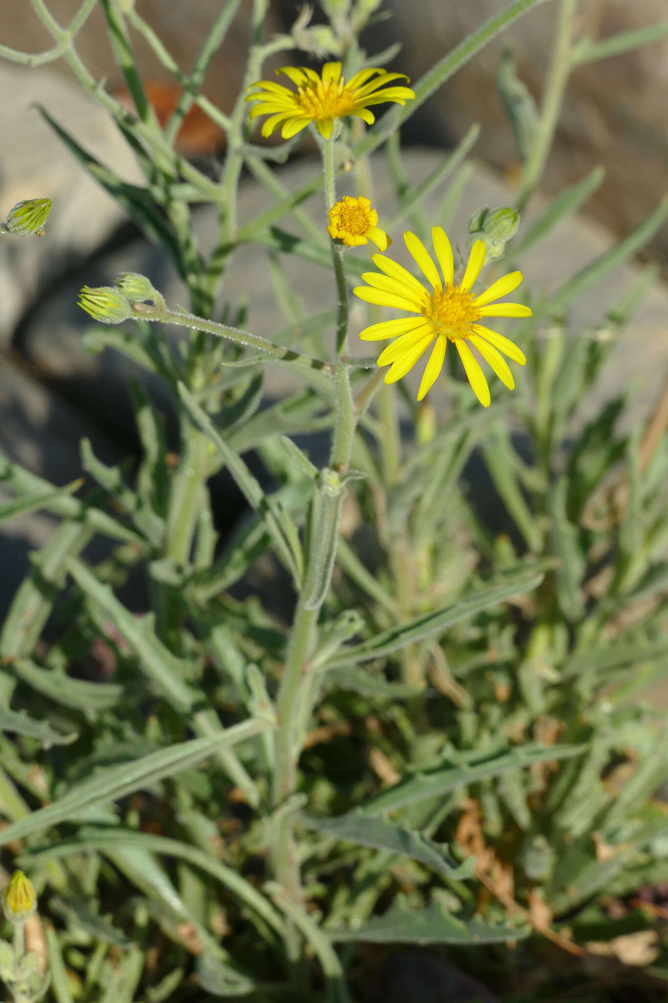 Osteospermum microcarpum (Harv.) T. Norl.的圖片