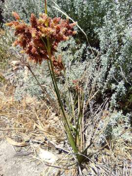 Image of Rhodoscirpus asper (J. Presl & C. Presl) Lév.-Bourret, Donadío & J. R. Starr